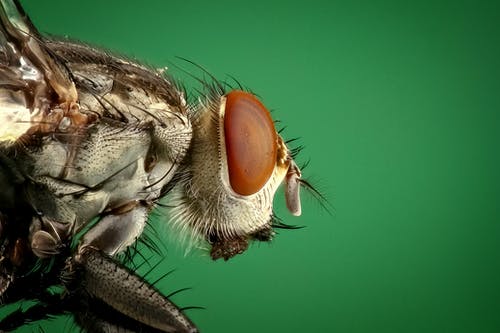 housefly-fly-insect-macro